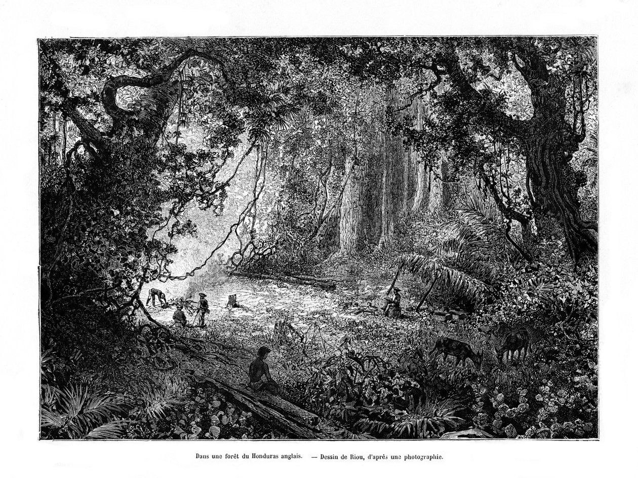 Regnskog i Britisk Honduras, 1800-tallet av Edouard Riou