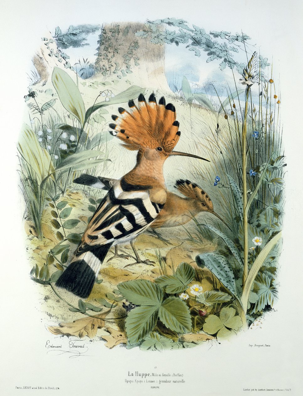 Hoopoe (Upupa Epops) av Edouard Travies