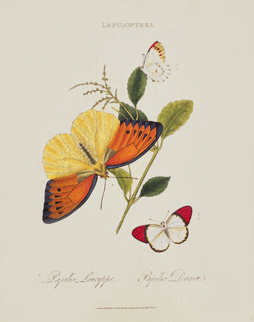 Sommerfugler: Papilio Leucippe; Papilio Danae, pub. av kunstneren, 1800 av Edward Donovan