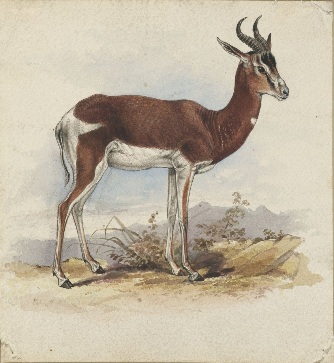 En antilope av Edward Lear