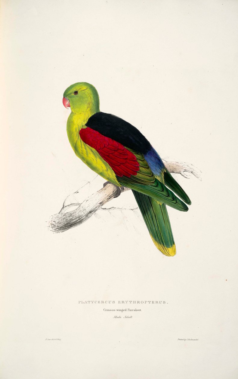 Ublandet erythroptera av Edward Lear