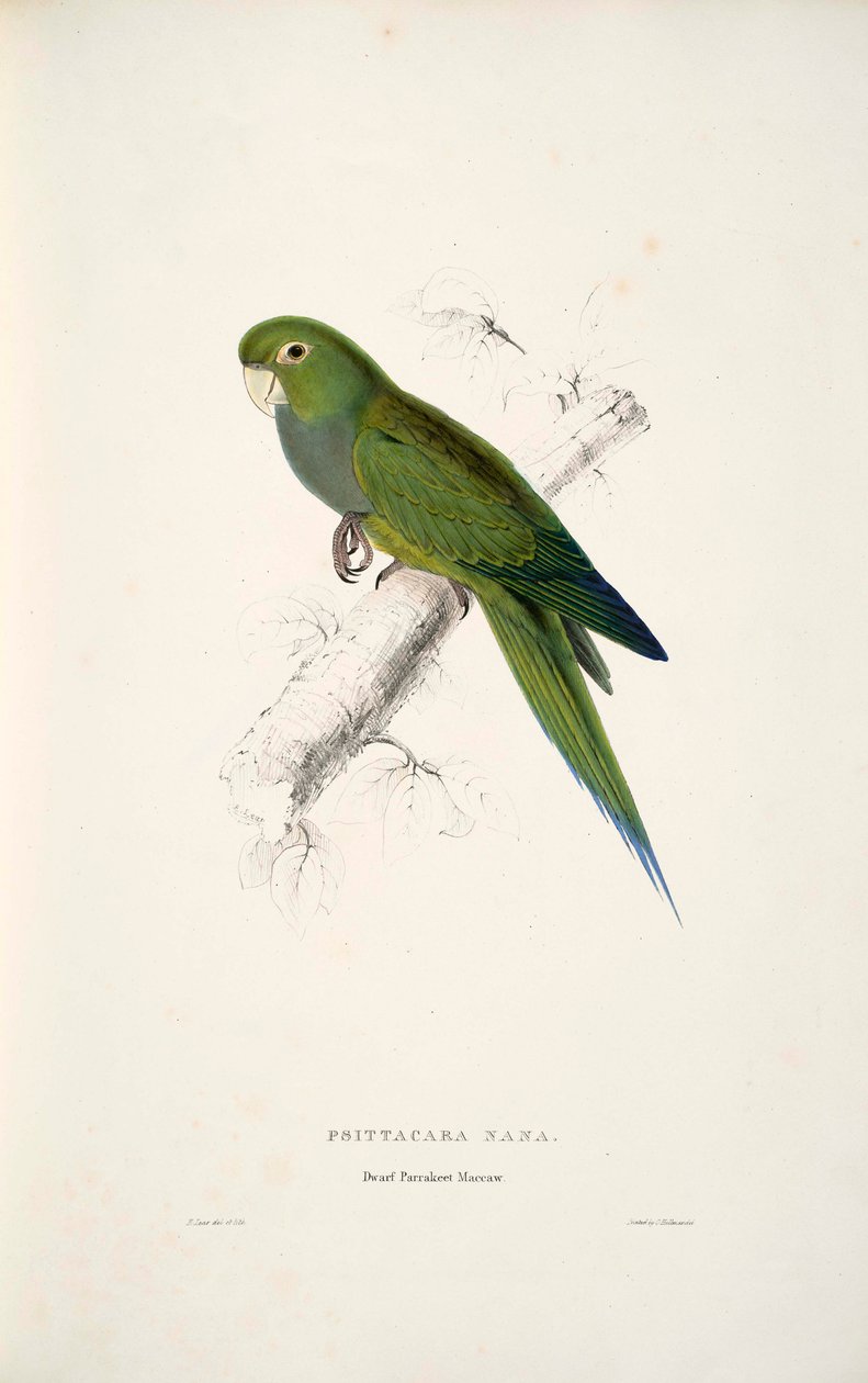 Aratinga nana av Edward Lear
