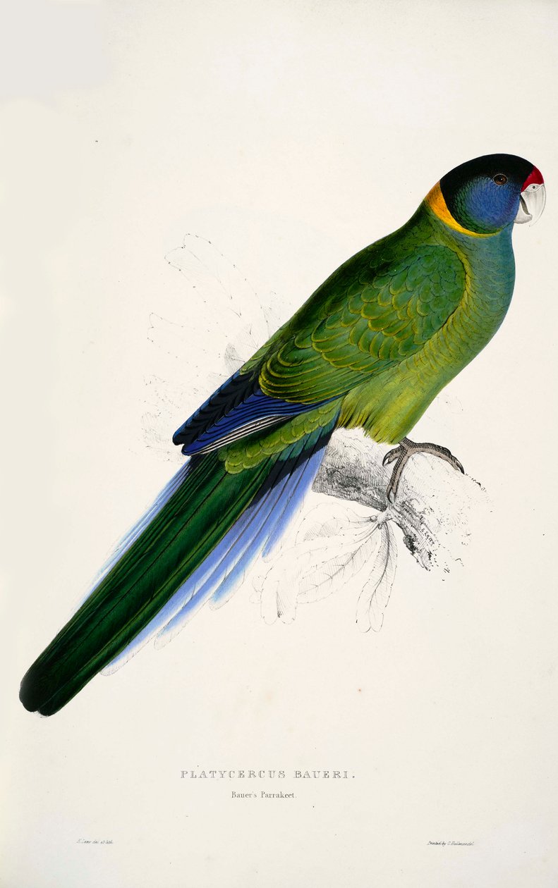 Barnardius zonarius av Edward Lear