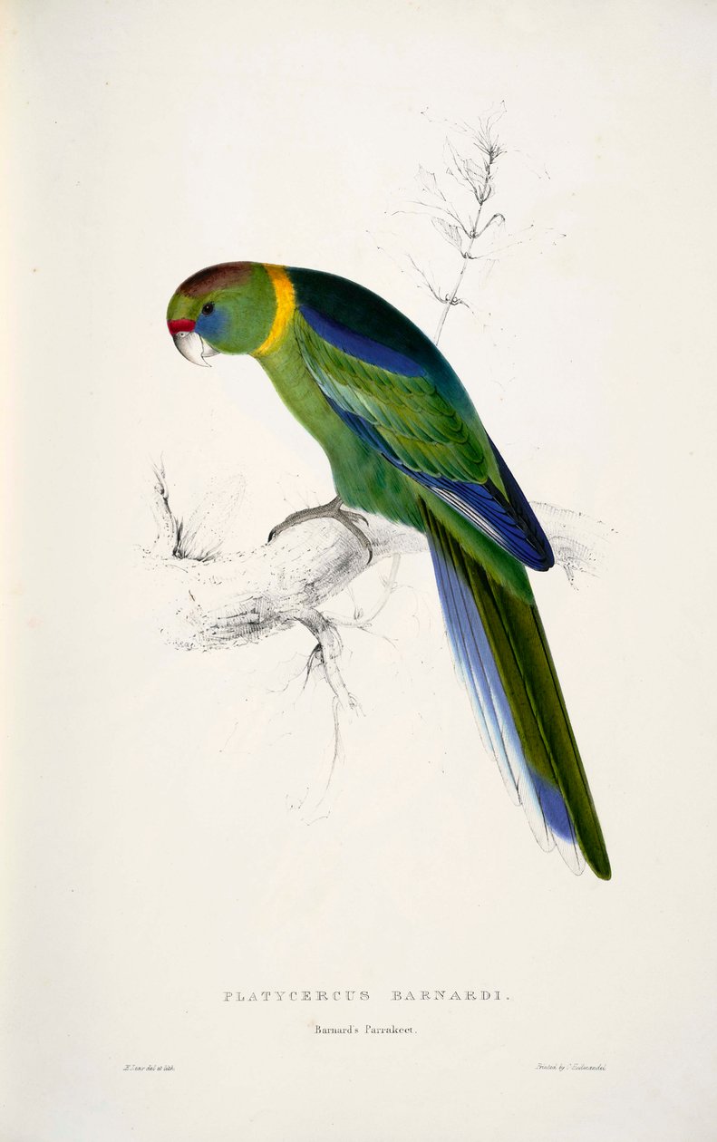 Barnardius zonarius av Edward Lear