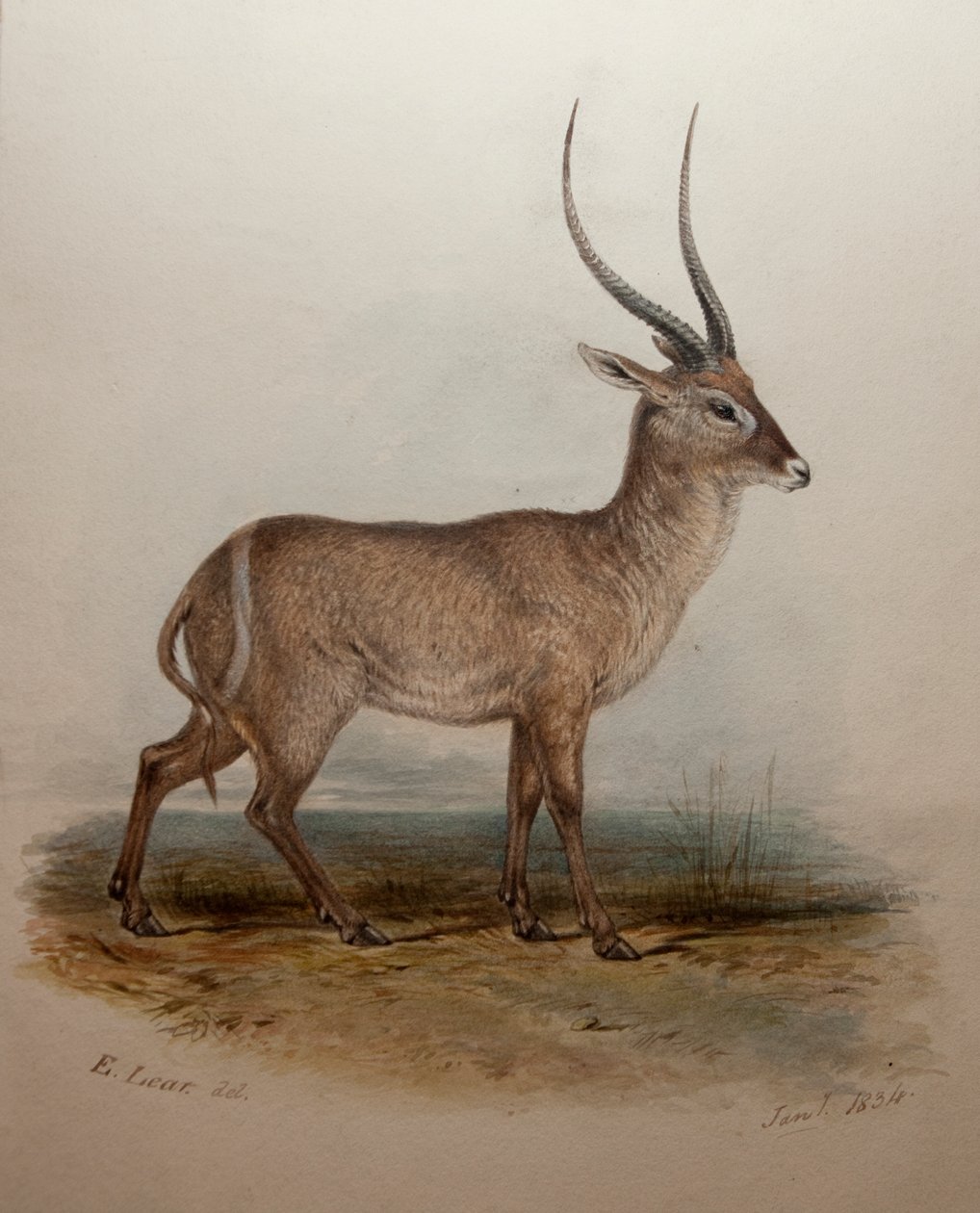 Bohor Reedbuck, 1834 av Edward Lear