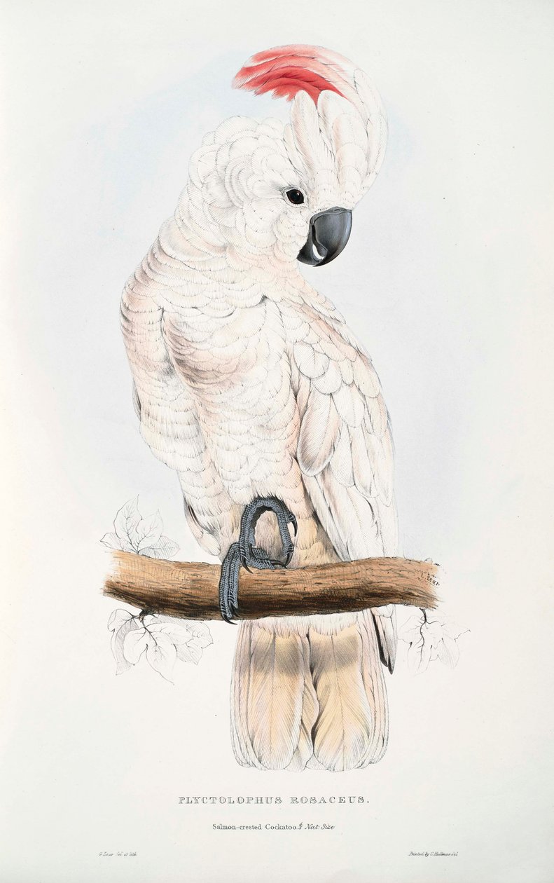 Cacatua moluccensis av Edward Lear