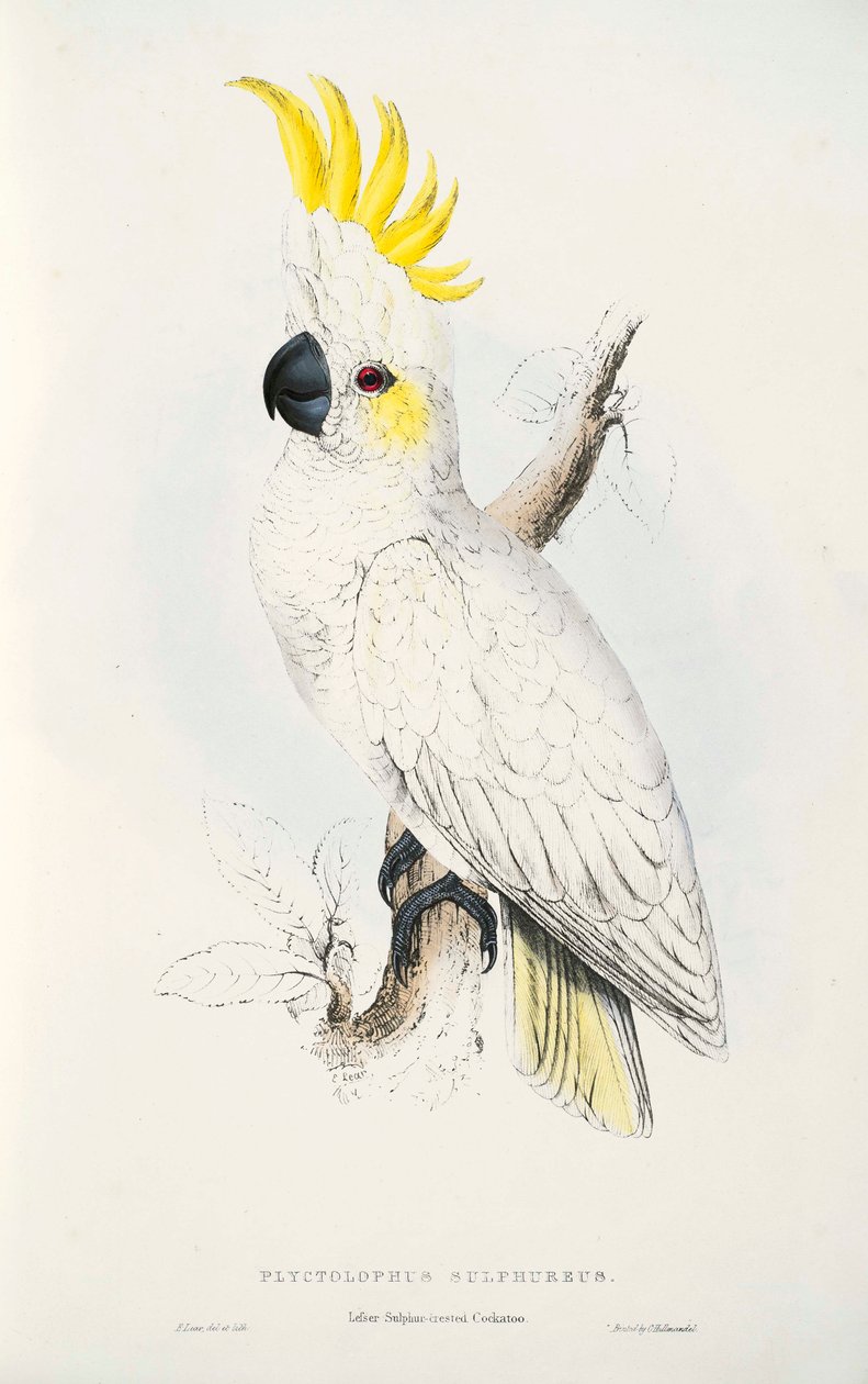 Cacatua sulphurea av Edward Lear
