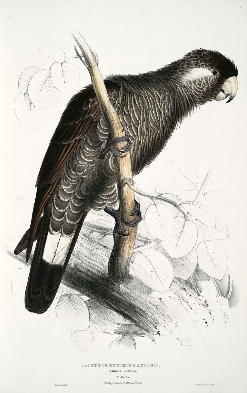 Calyptorhynchus av Edward Lear