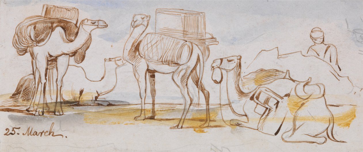 Kameler av Edward Lear