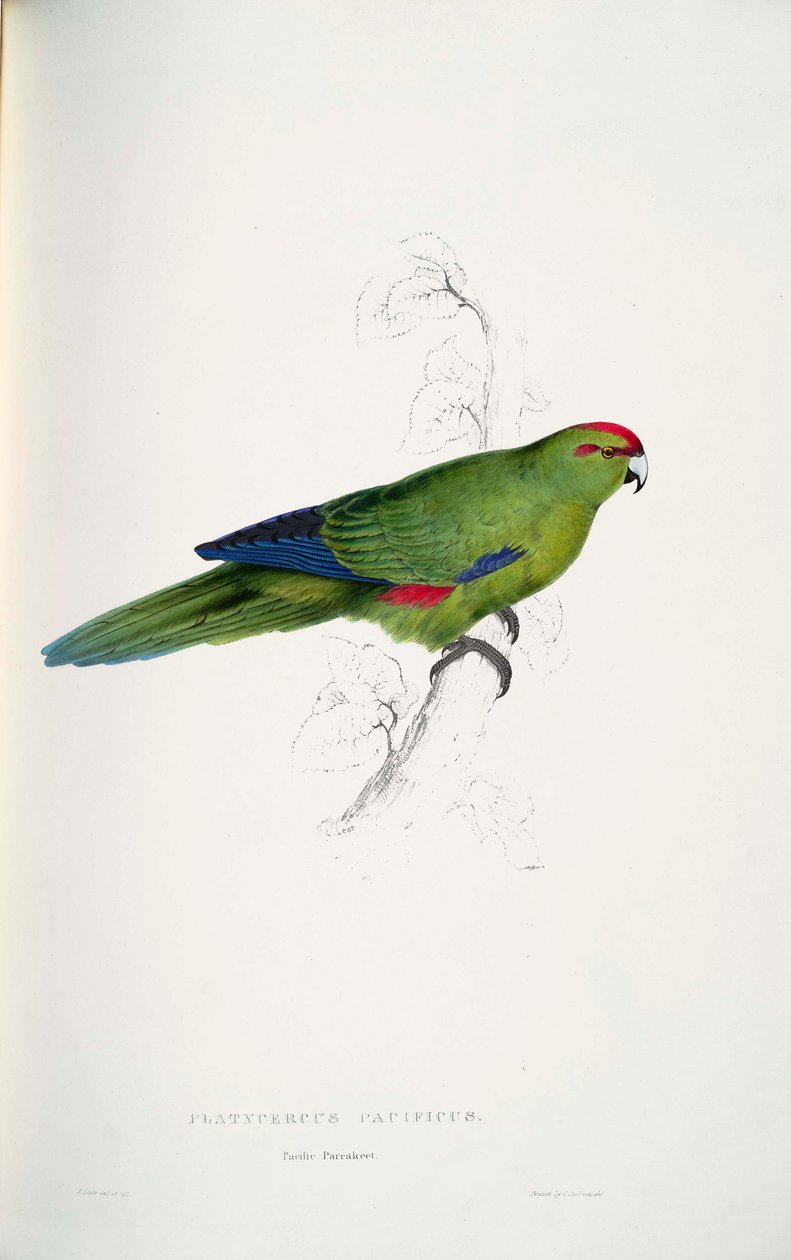 Cyanoramphus niloticus av Edward Lear