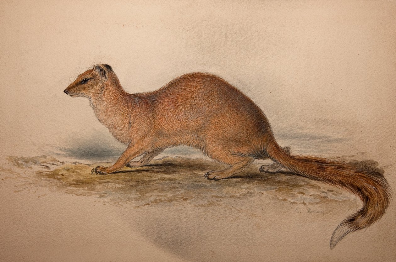 Cynictis steedmanii, ca. 1835 av Edward Lear