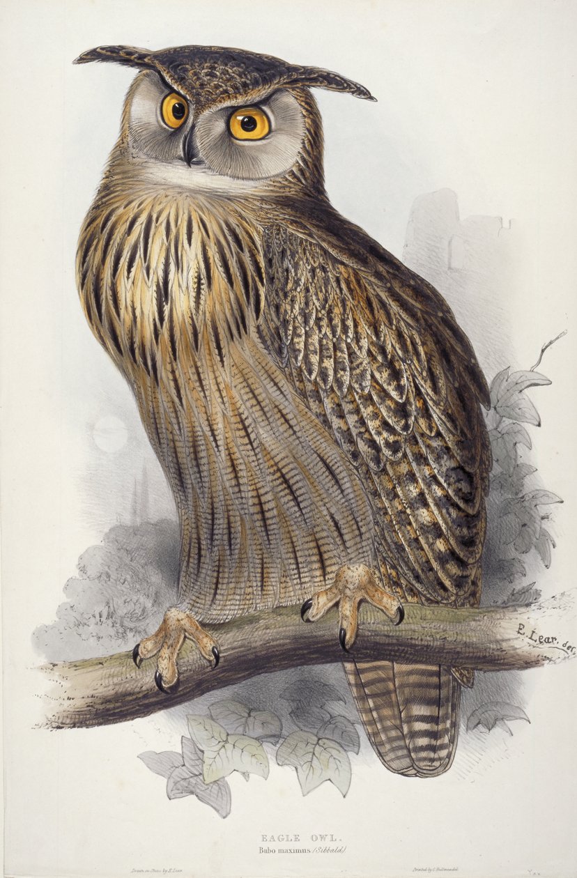 Ørn ugle. Bubo maximus, 1832-1837 av Edward Lear