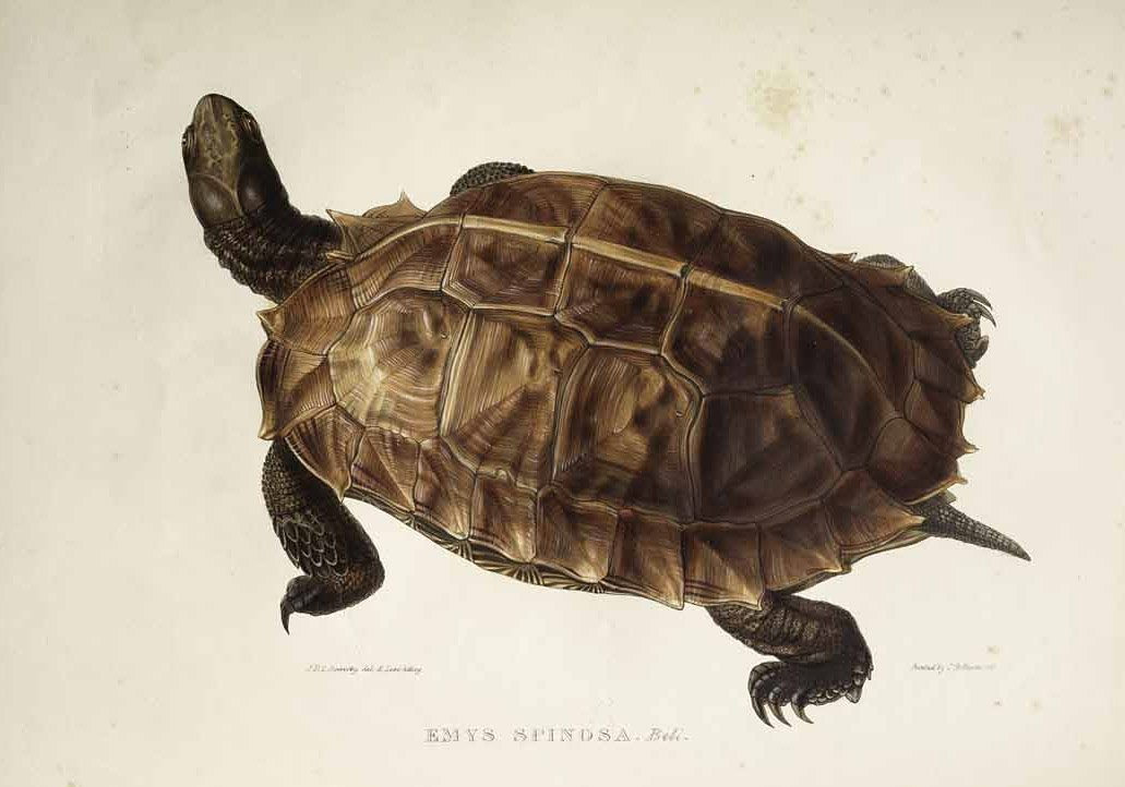 Emys spinosa av Edward Lear