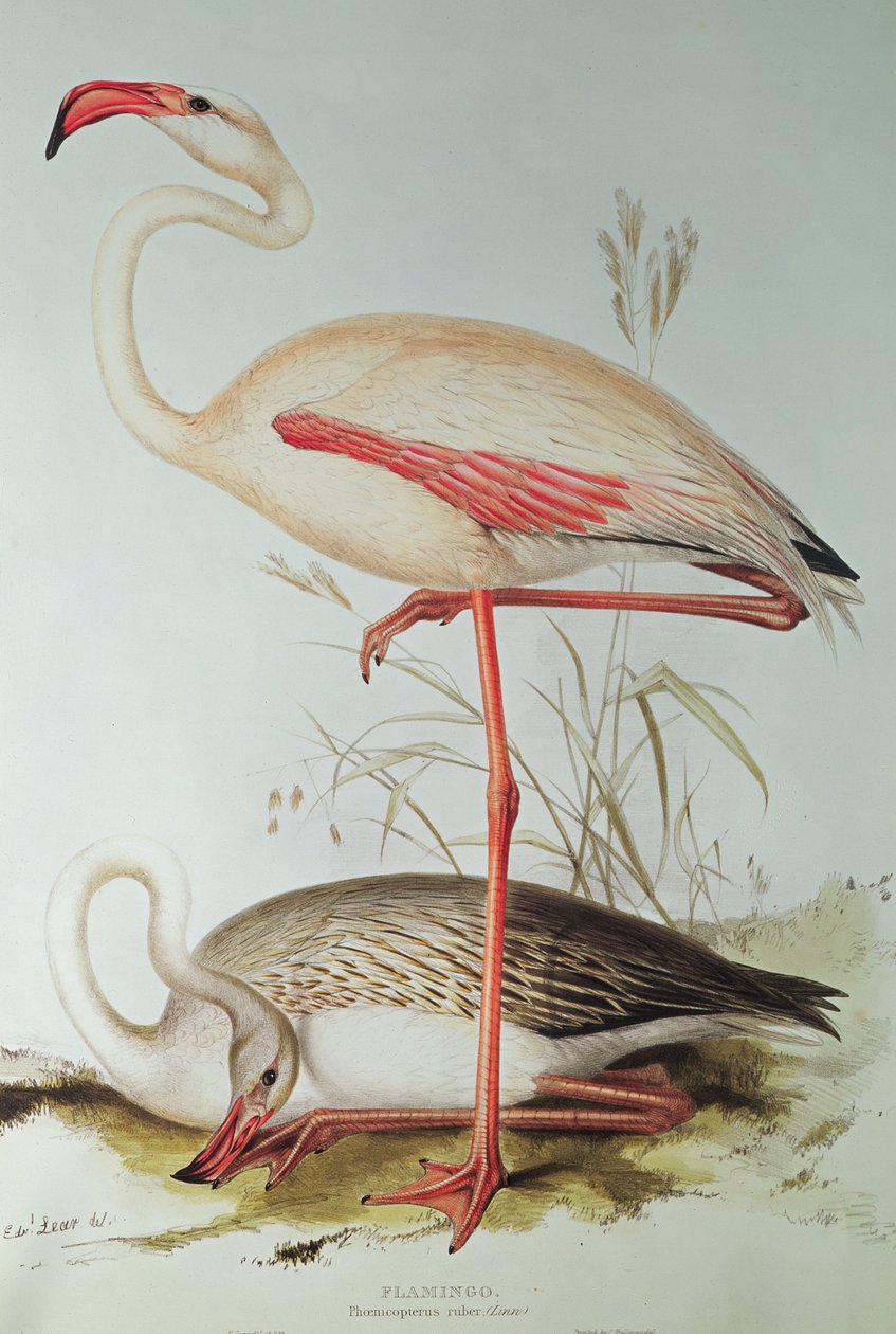 Flamingo av Edward Lear