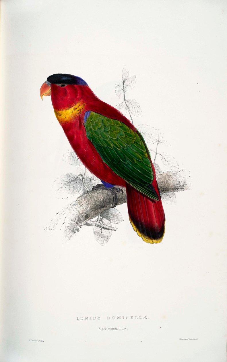 Lorius domicella av Edward Lear
