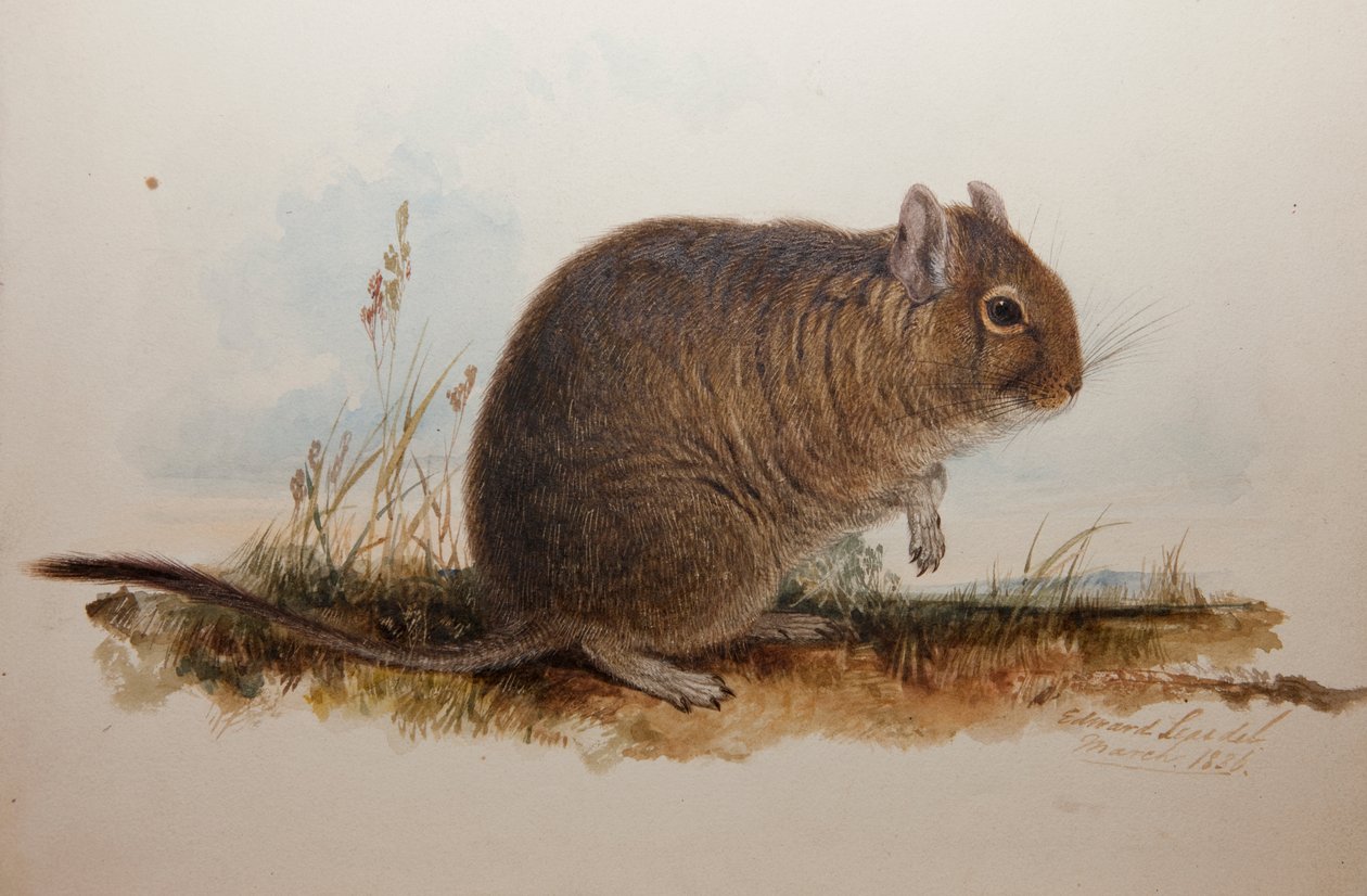 Octodon cumingii, 1836 av Edward Lear