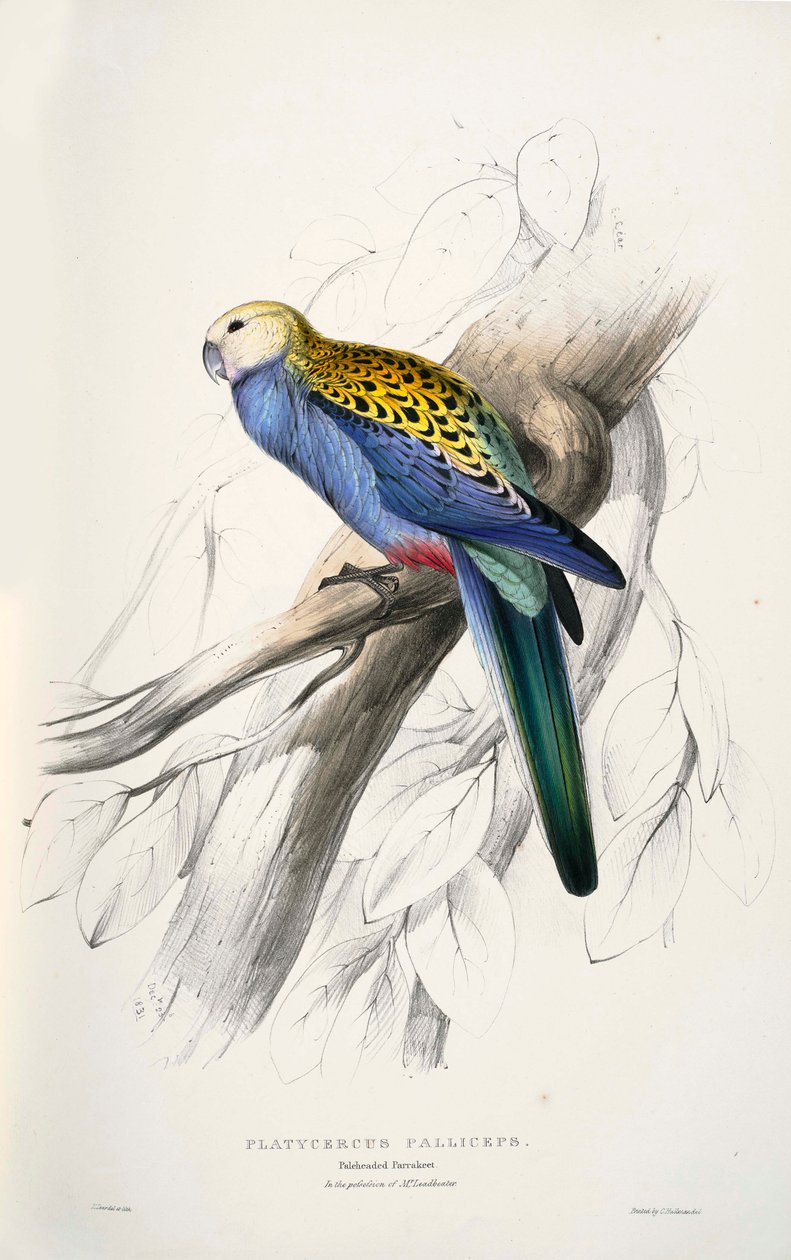 Platycercus av Edward Lear