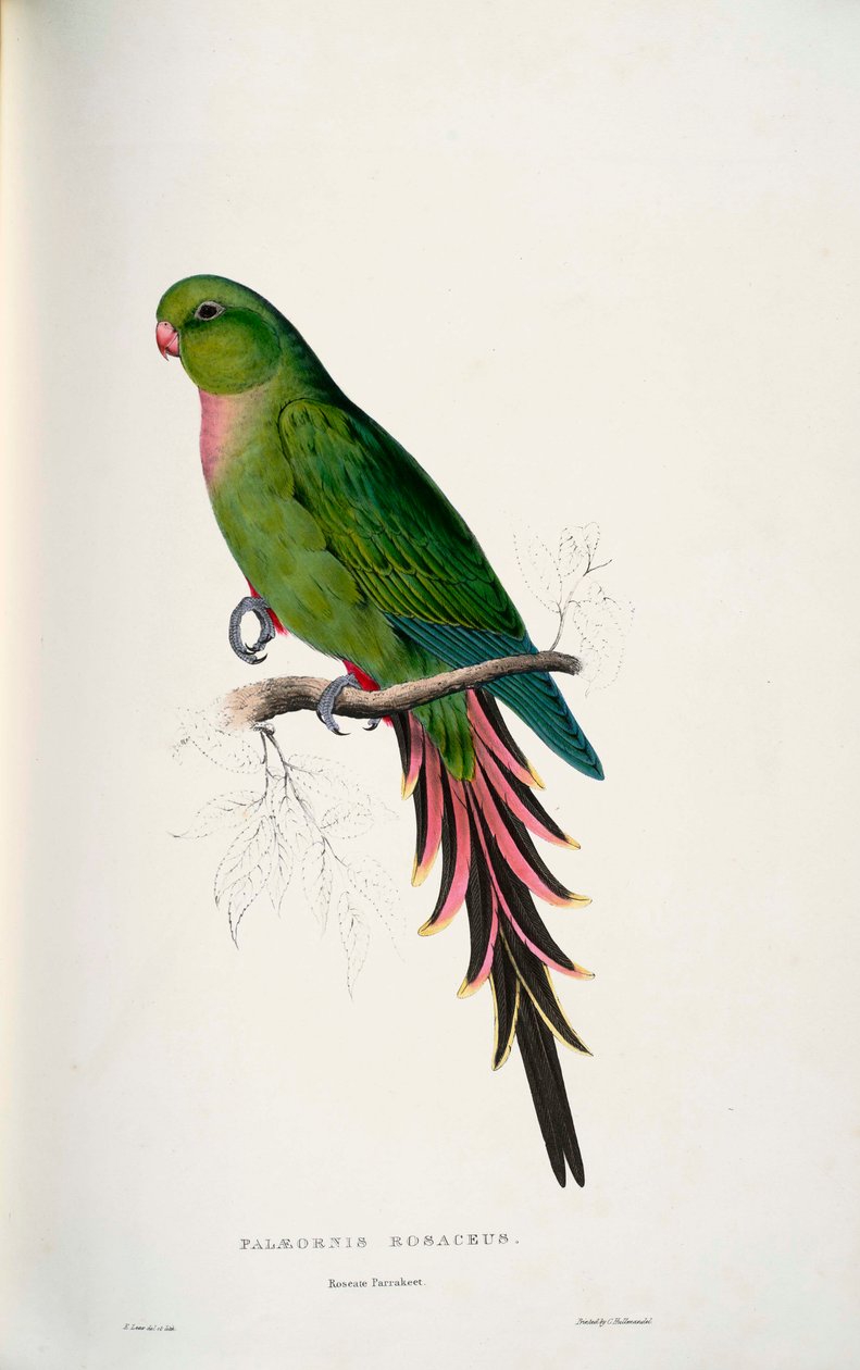 Luksuriøs Alexandra av Edward Lear