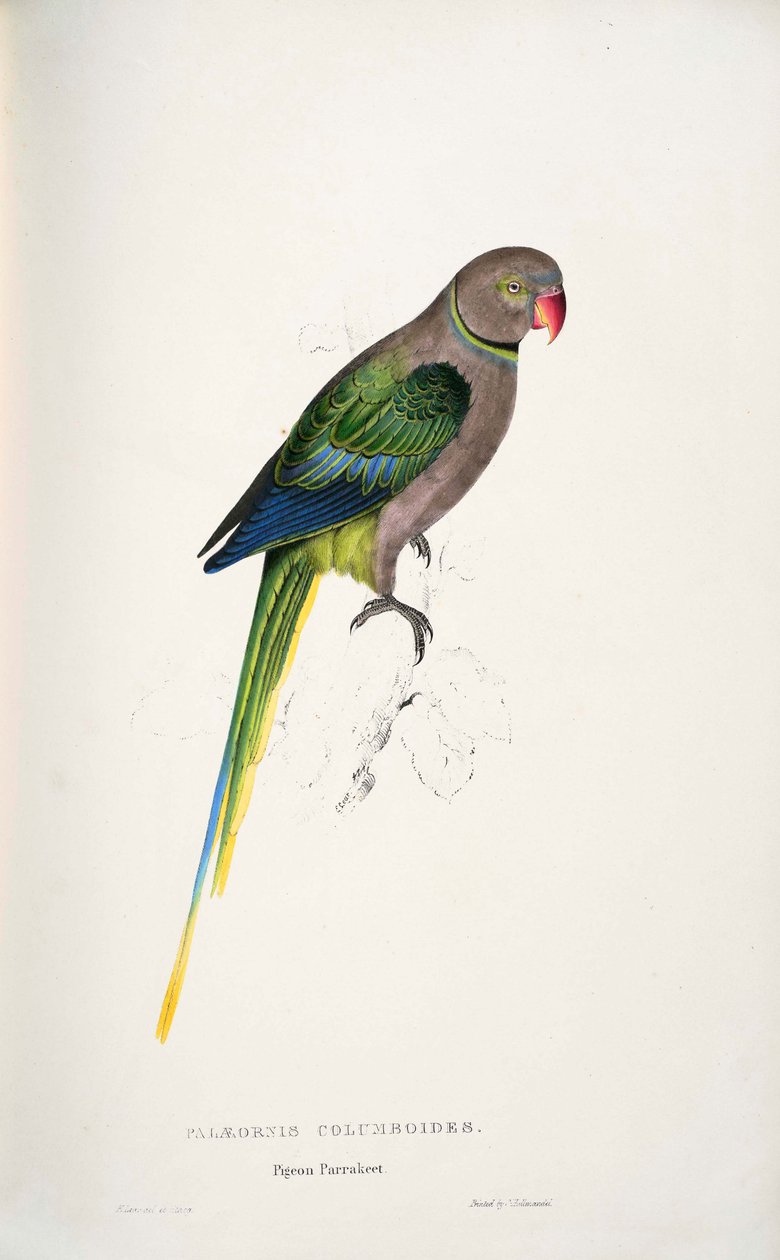 Psittacula columboides av Edward Lear