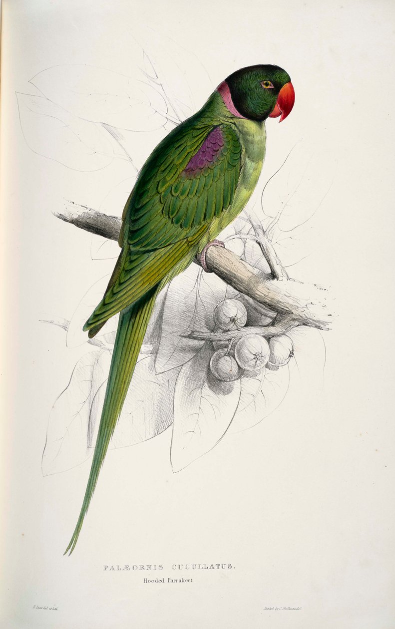 Psittacula eupatria av Edward Lear