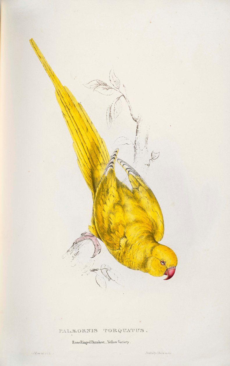 Psittacula krameri av Edward Lear