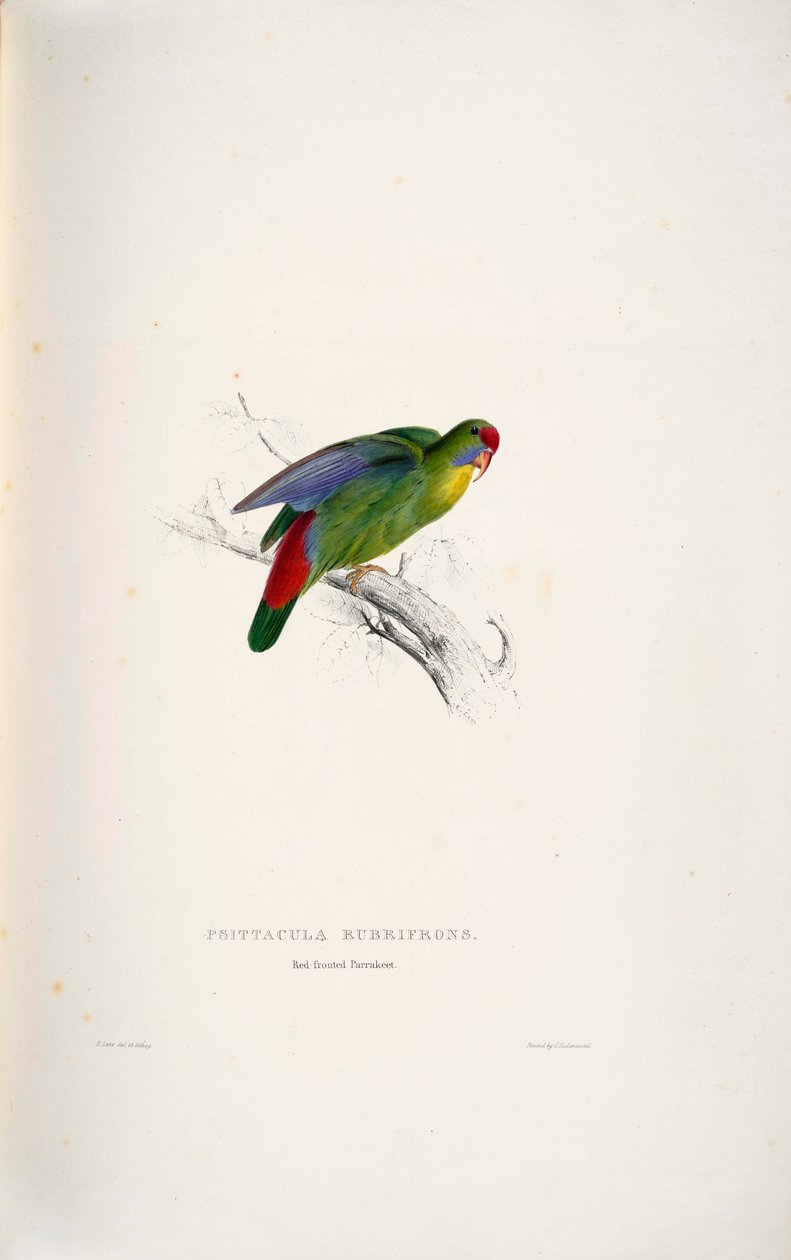 Psittacula rubrifrons av Edward Lear