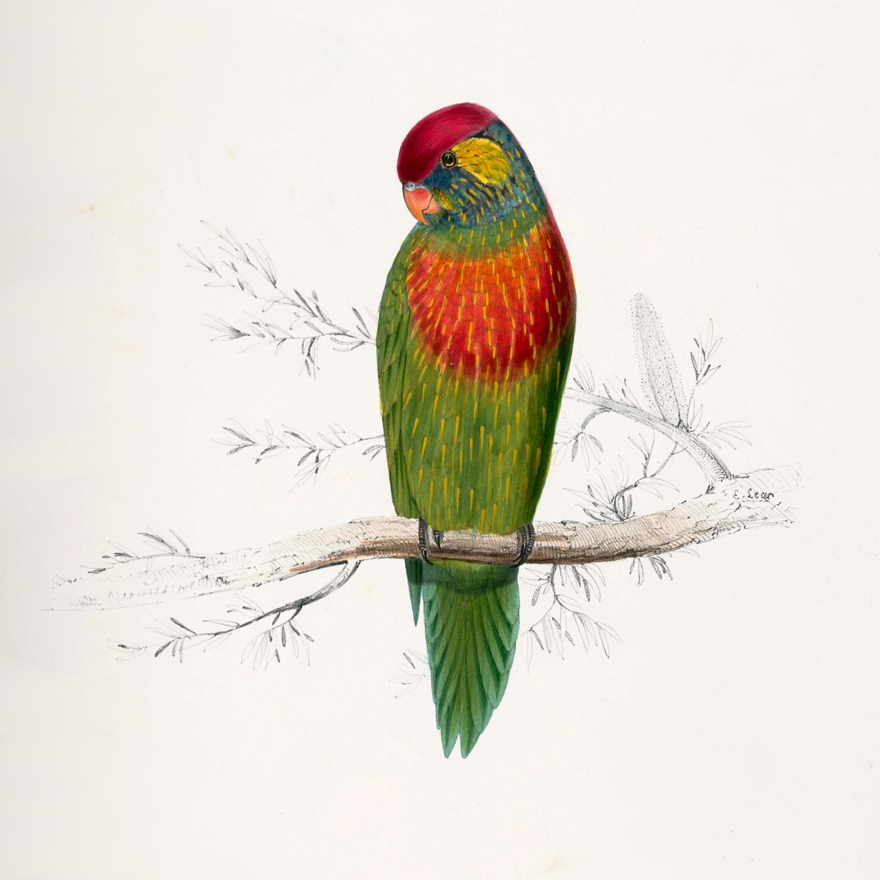 Psitteuteles versicolor av Edward Lear