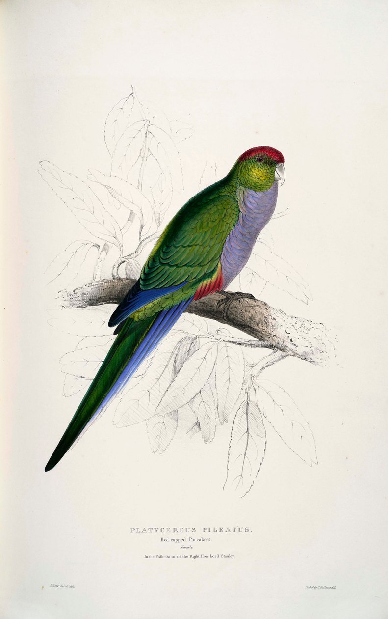 Purpureicephalus spurius av Edward Lear