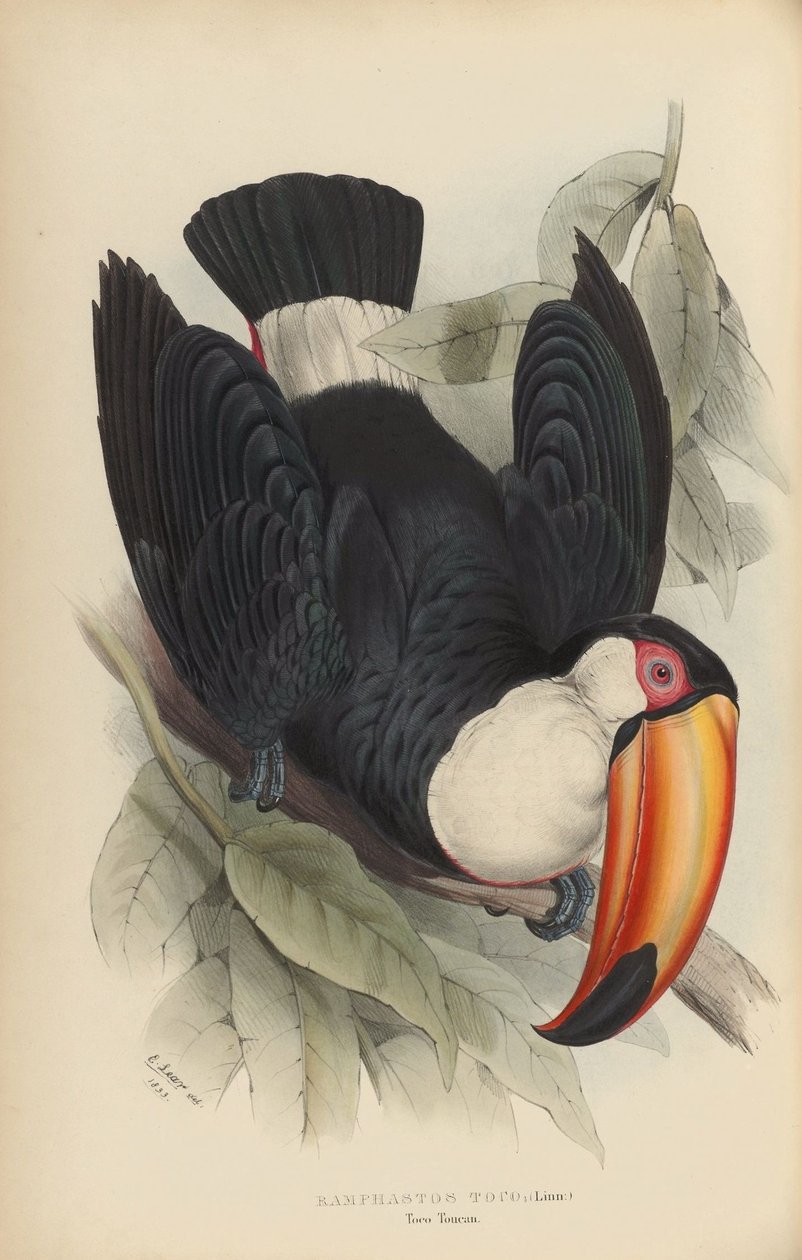Ramphastos toco av Edward Lear