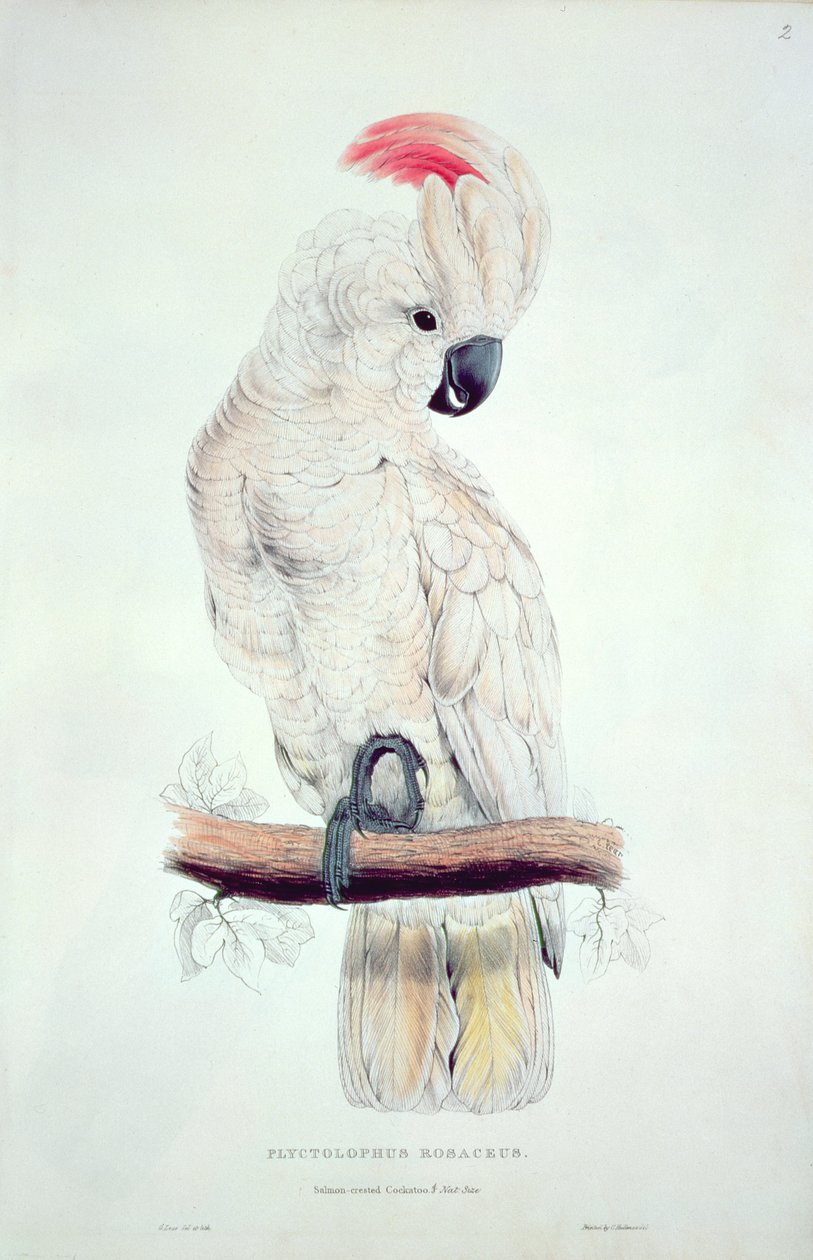 Laksekakadue av Edward Lear