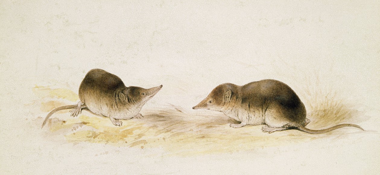 Spøker av Edward Lear