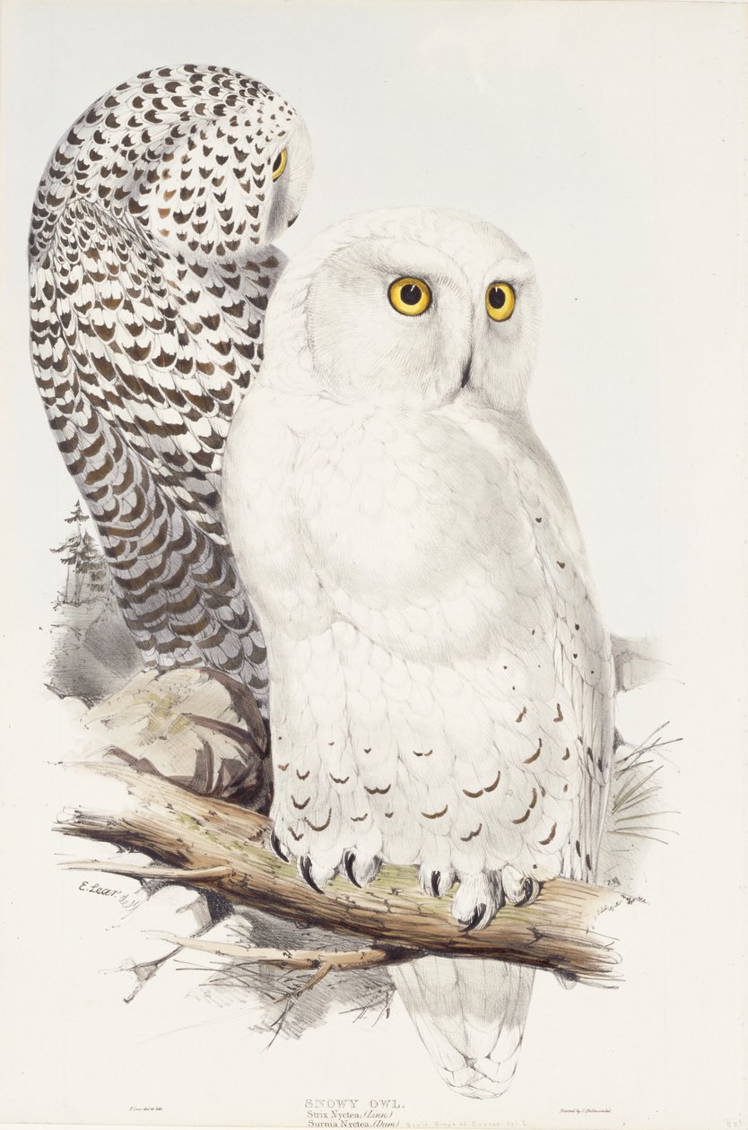 Snøete ugle. Strix Nyctea; (By); Surnia Nyctea, 1832-1837 av Edward Lear