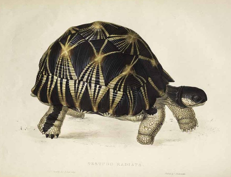 Testudo radiata av Edward Lear