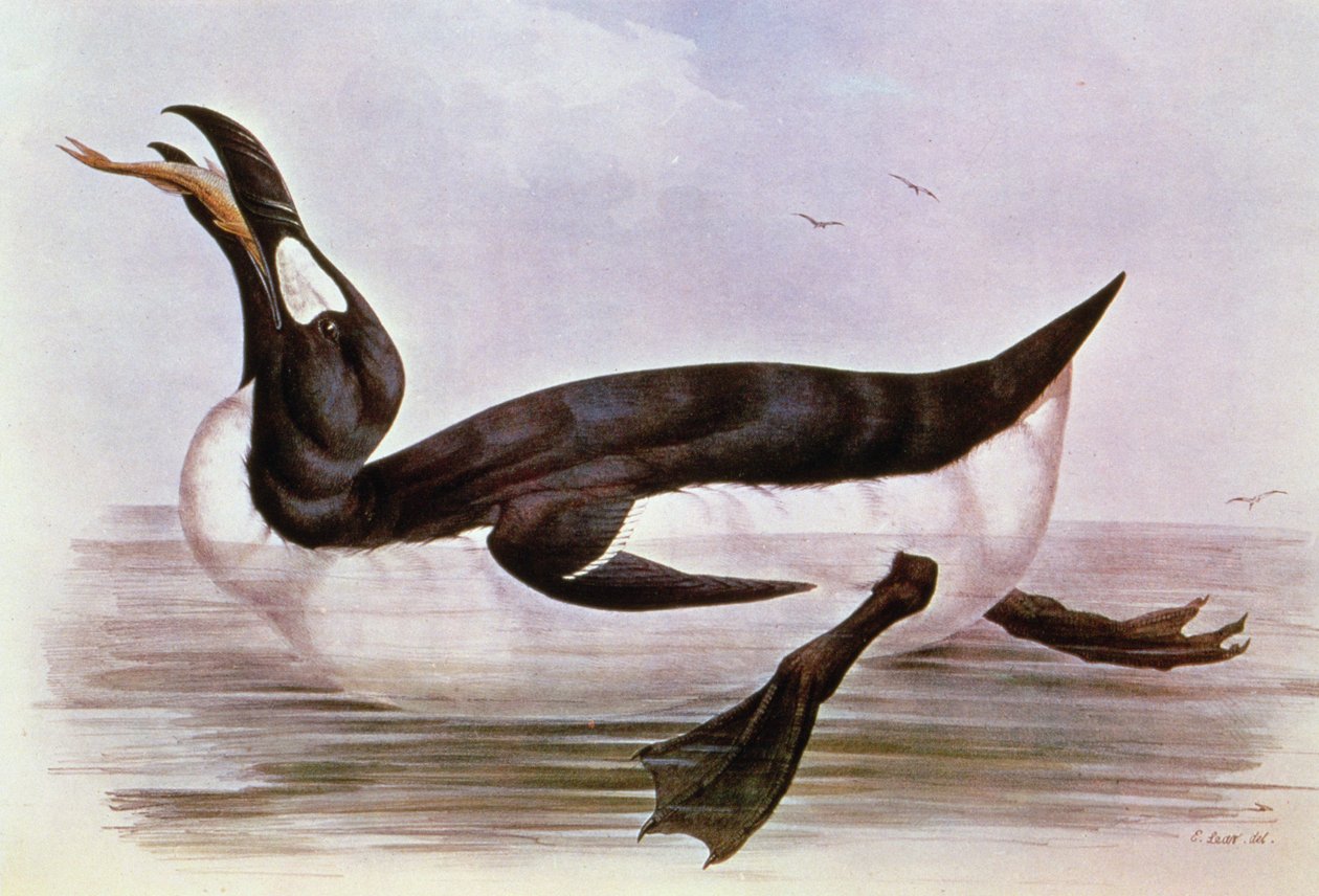 The Great Auk, illustrasjon fra 