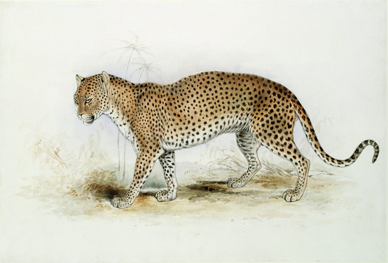Leoparden av Edward Lear