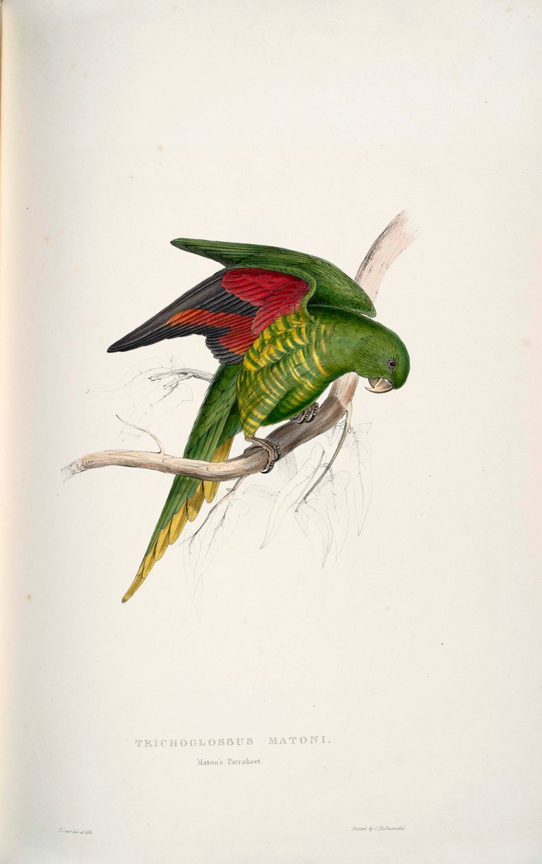 Trichoglossus chlorolepidotus av Edward Lear