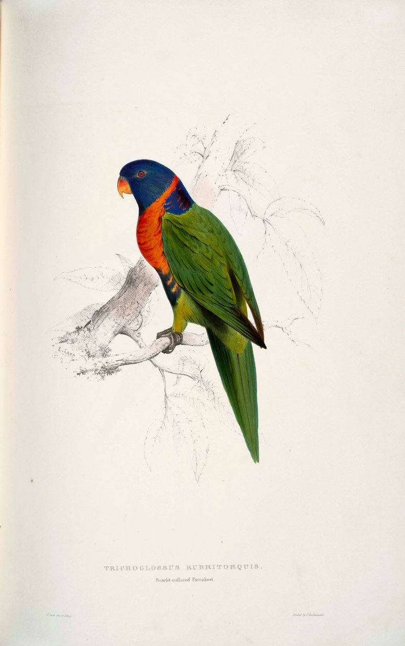 Trichoglossus rubritorquis Scarlet av Edward Lear