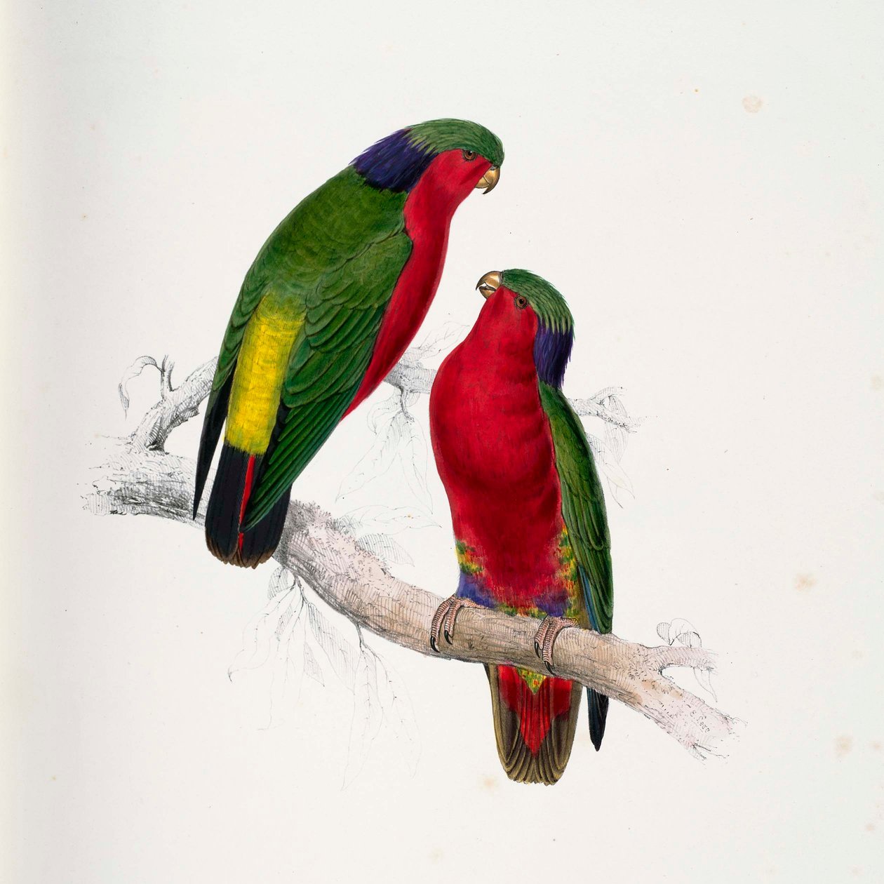 Vini kuhlii av Edward Lear
