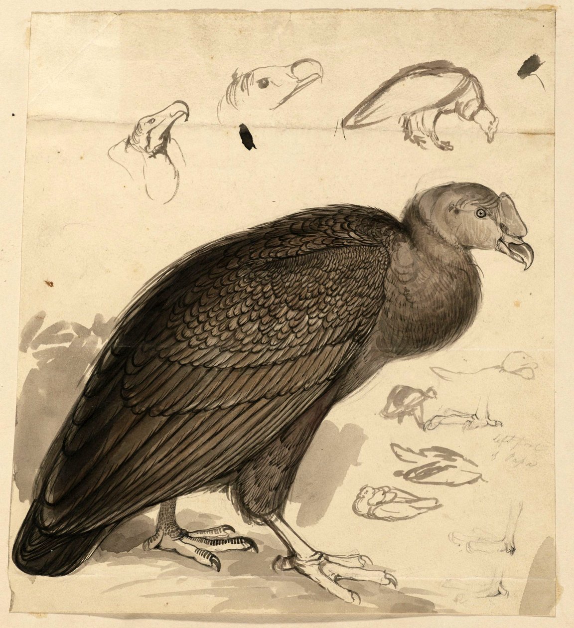 kondor av Edward Lear