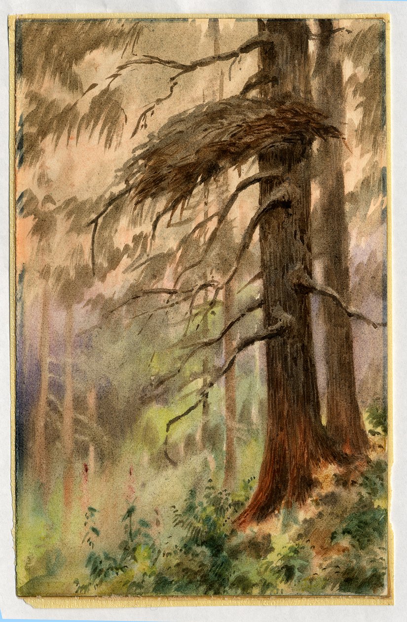 Goshawks nest, 1898-99 (wc på papir) av Edward Adrian Wilson