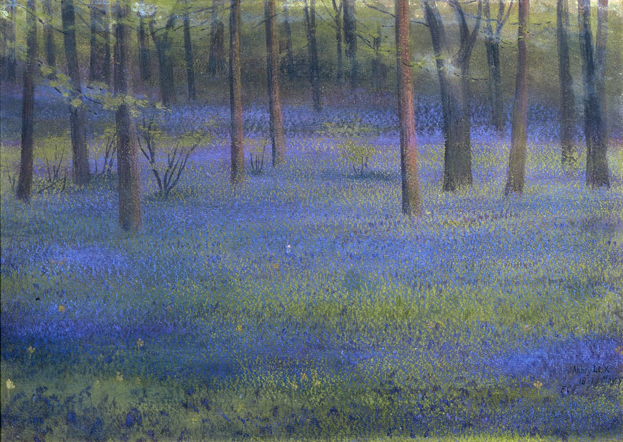 Bluebell Wood (pastell på papir) av Edward Clifford