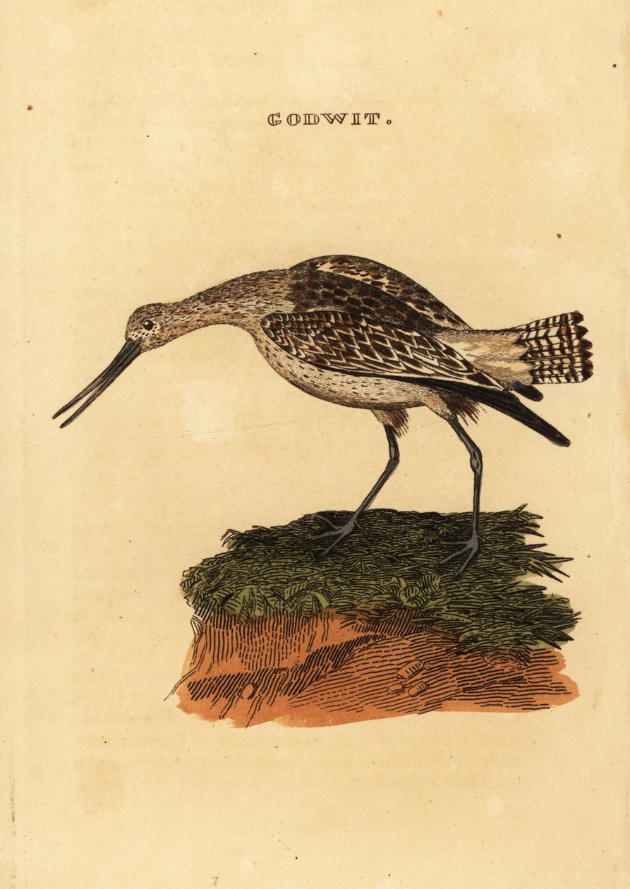 Stanghalespove, Limosa lapponica av Edward Donovan