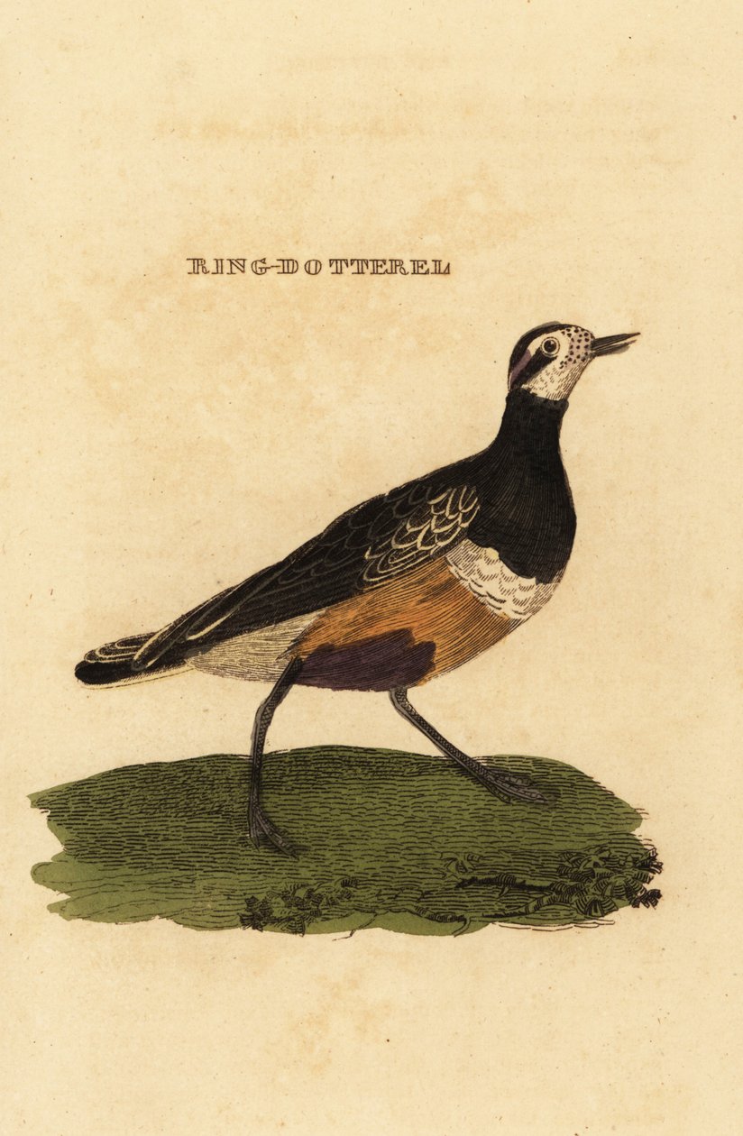 Eurasisk dotterel, Charadrius morinellus av Edward Donovan