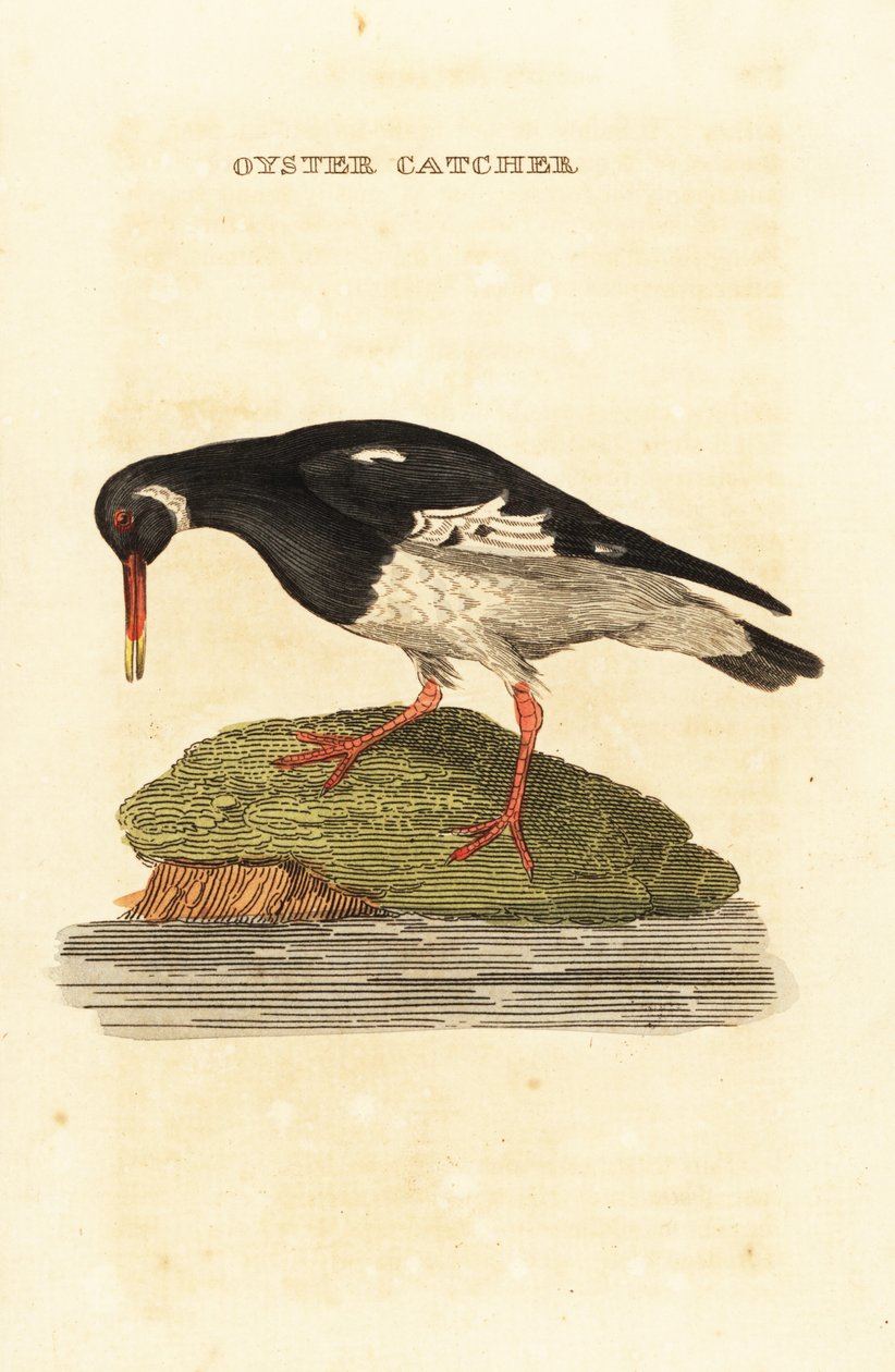 Eurasisk østerssnapp, Haematopus ostralegus av Edward Donovan