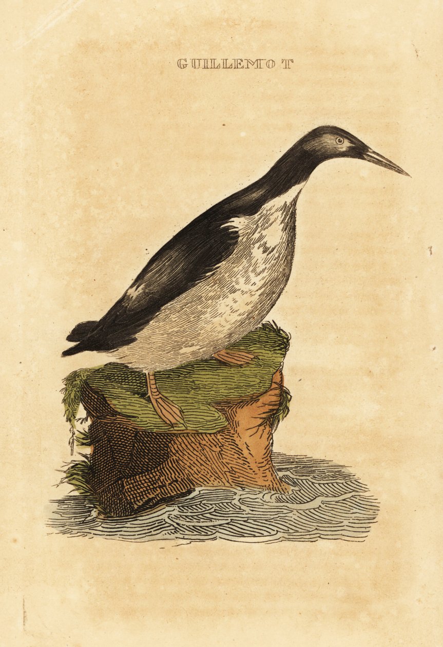Tåpe lomvi, Uria aalge av Edward Donovan