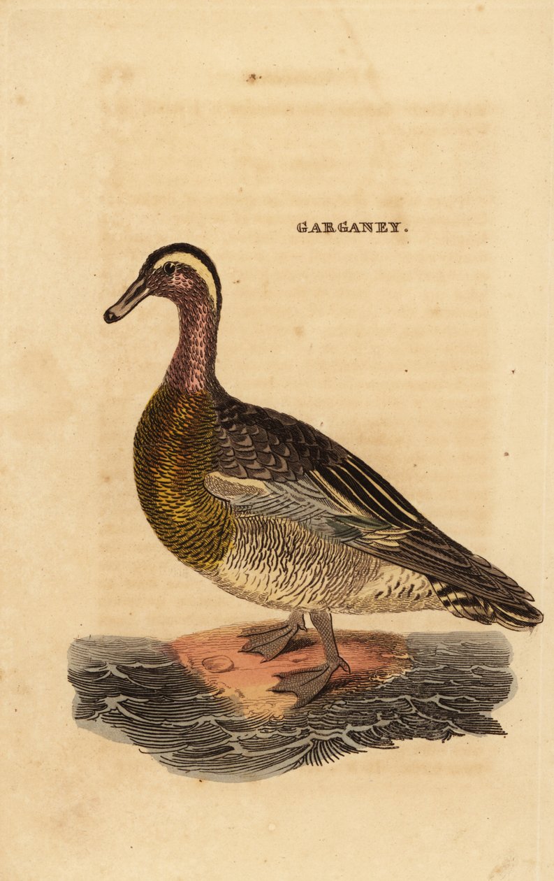Garganey, Spatel querquedula, liten dabbling and av Edward Donovan