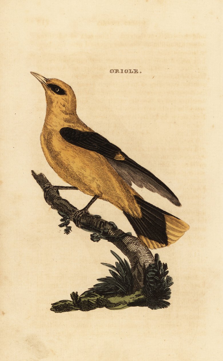 Gylden oriole, Oriolus oriolus av Edward Donovan