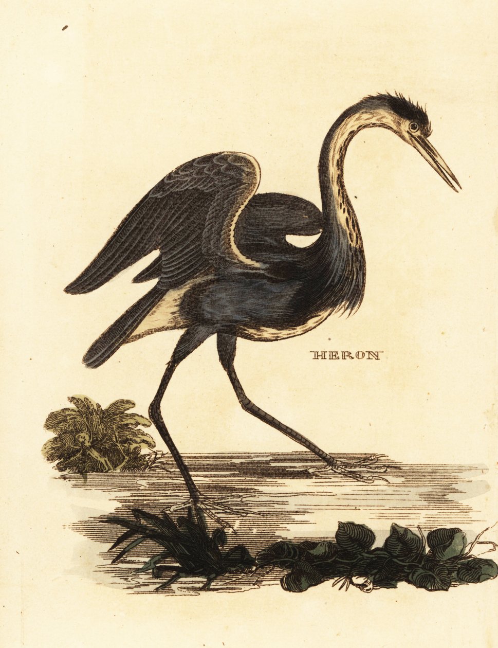 Gråhegre, Ardea cinerea av Edward Donovan