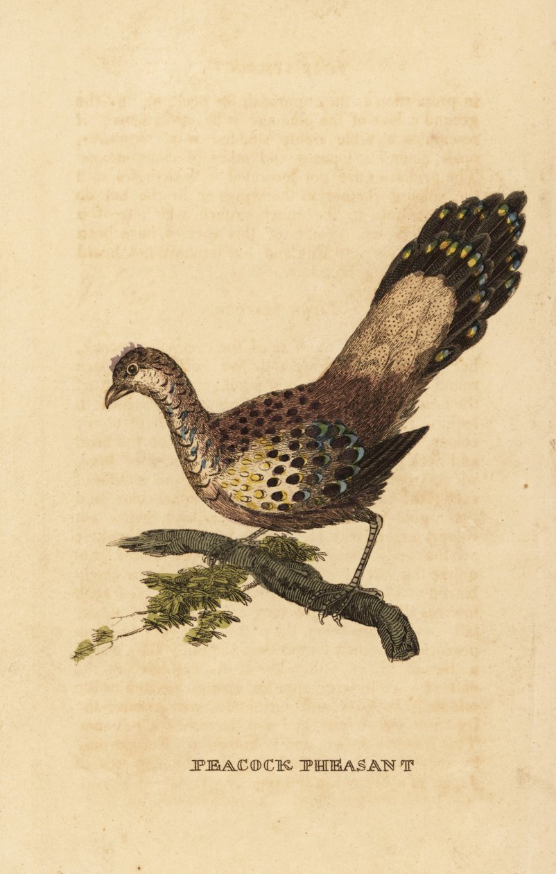 Grå påfugl-fasan, Polyplectron bicalcaratum av Edward Donovan