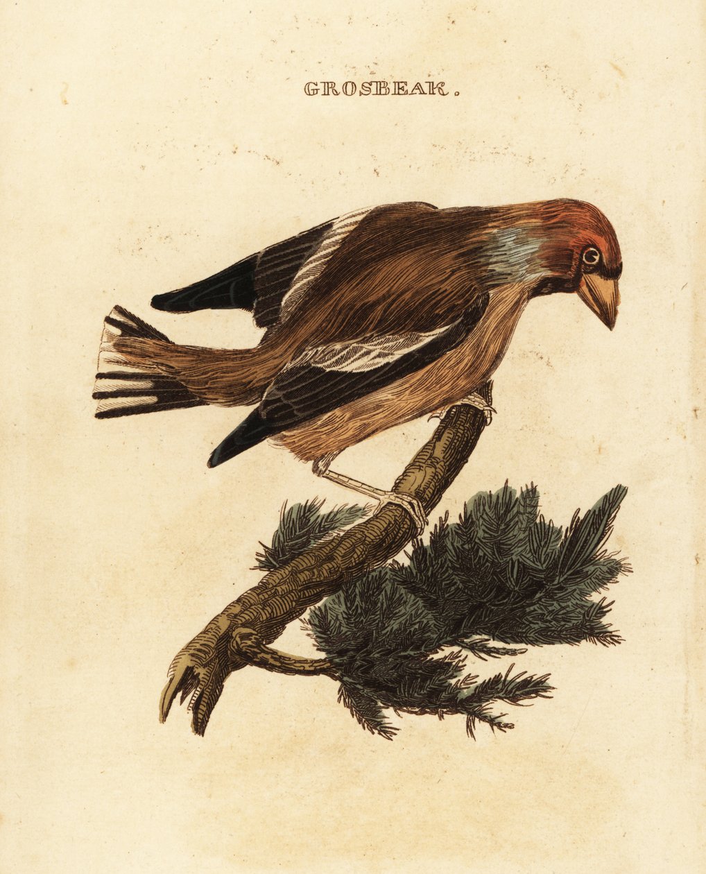 Hawfinch, Coccothraustes coccothraustes av Edward Donovan